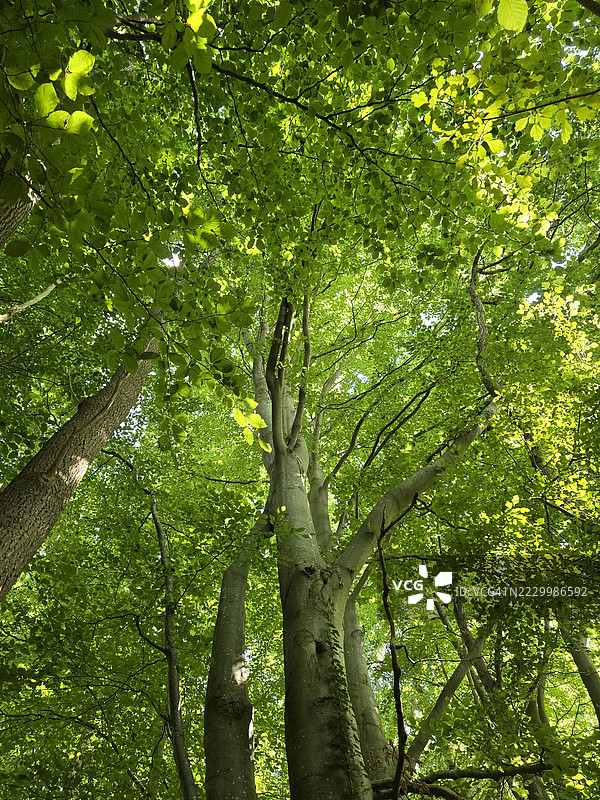 德国森林中的树木图片素材