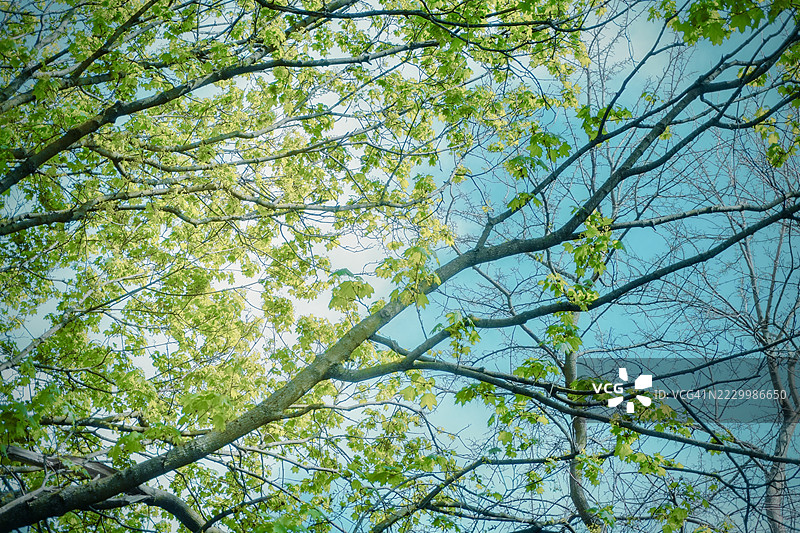 美国密歇根州的森林中的树木图片素材