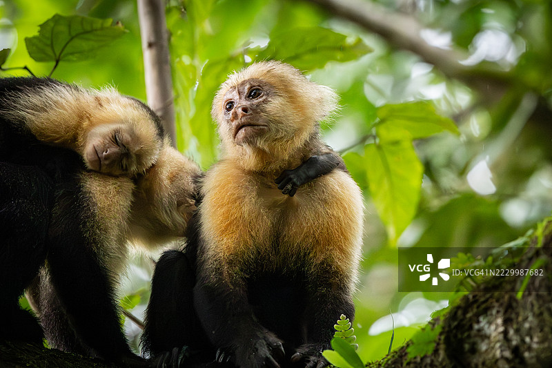 白面猴在晚上享受时光，普埃尔托·希门尼斯，普ンタ雷纳斯，哥斯达黎加图片素材