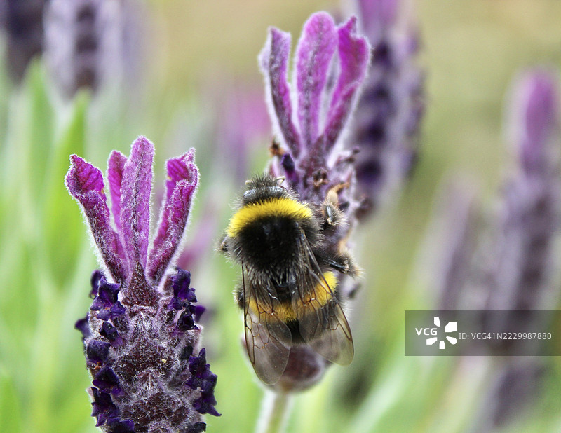 紫色花朵上的蜜蜂特写，卡尔沙尔顿，英格兰，联合王国，英国图片素材