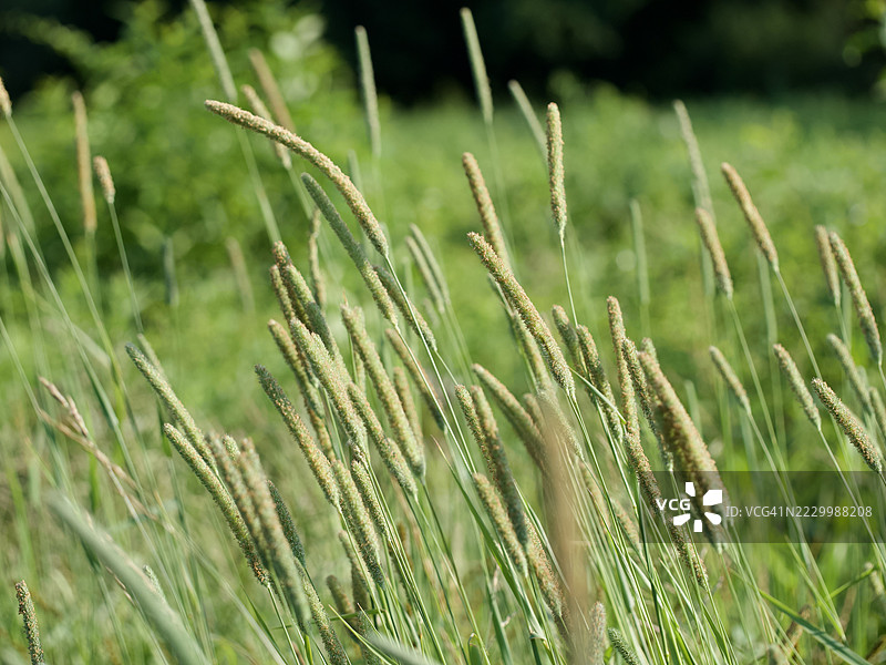 新鲜绿色草坪的特写，马萨诸塞州韦尔斯利，美国图片素材