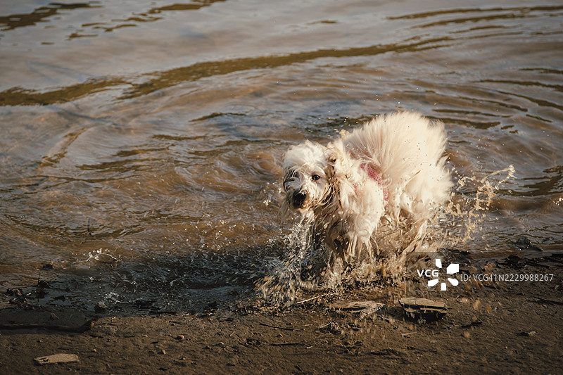 在葡萄牙卡斯特洛布兰科，狗在湖中溅水的肖像图片素材