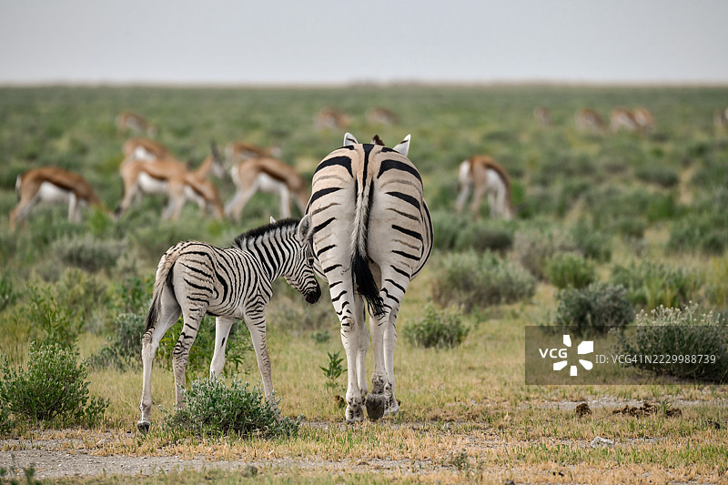 一群斑马在博茨瓦纳的田野中一起吃草图片素材