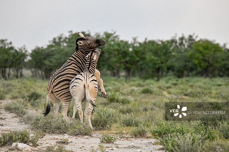 一群斑马在博茨瓦纳的田野上一起吃草图片素材