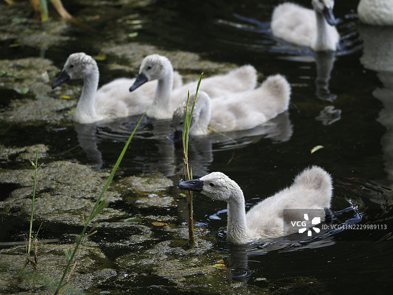 天鹅在波兰马佐维亚省拉兹欣湖中游泳的特写镜头图片素材
