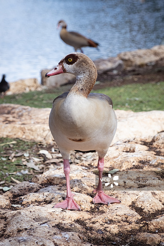 埃及圣䴉在湖边岩石上自信站立，全身清晰细节，自然光照，公园宁静，以色列拉马特甘马霍兹特拉维夫图片素材