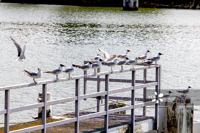 鸟儿栖息在栏杆上的高角度视图，尼乌波特，弗兰德，比利时图片素材