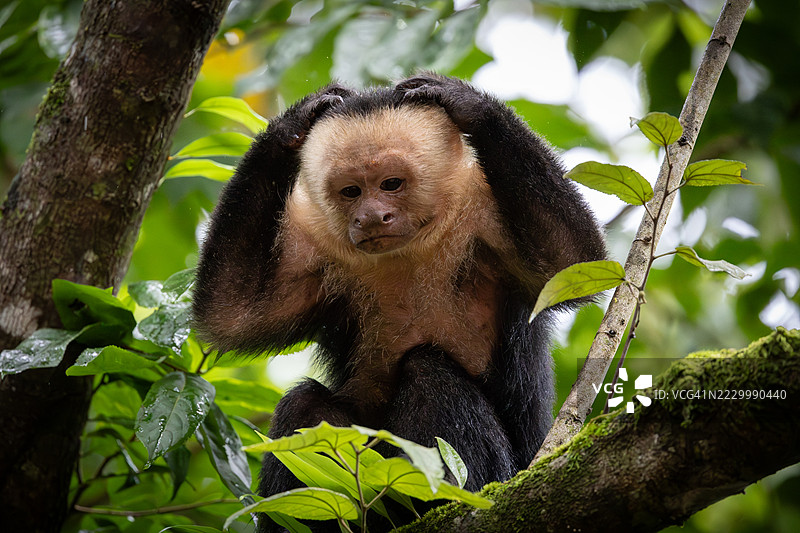 白面猴在晚上享受时光，普埃尔托·希门尼斯，普恩塔雷纳斯，哥斯达黎加图片素材