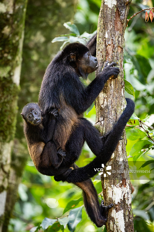 低角度视图的吼猴在树上，普埃尔托·希门尼斯，普恩塔雷纳斯，哥斯达黎加图片素材