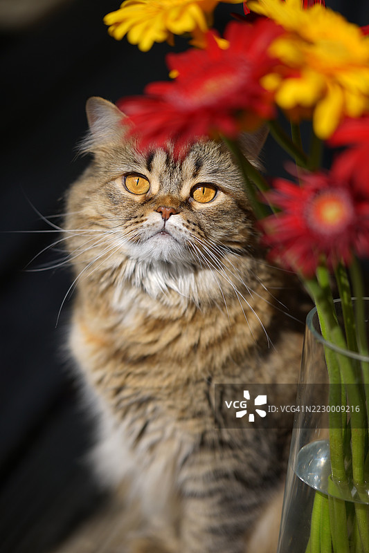 猫咪的好奇心在百合花中绽放图片素材