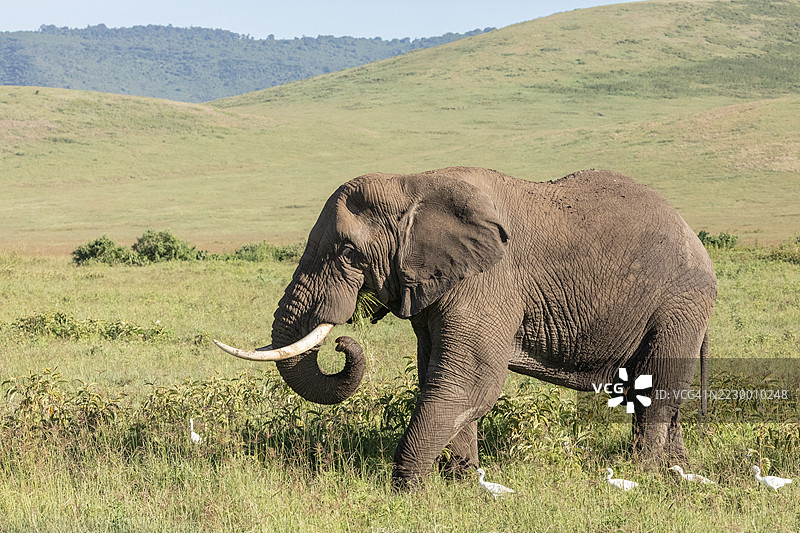 非洲草原大象（Loxodonta Africana）在坦桑尼亚恩戈罗恩戈罗火山口吃草。图片素材