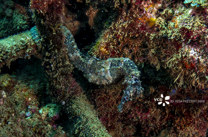 长吻海马图片素材