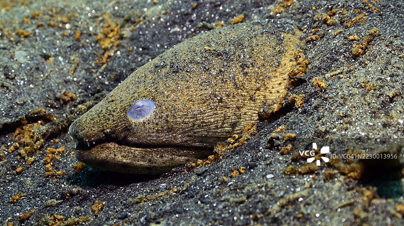 斑点蛇鳗图片素材