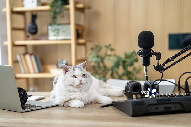 毛茸茸的猫咪在家庭录音室的桌子上放松。图片素材