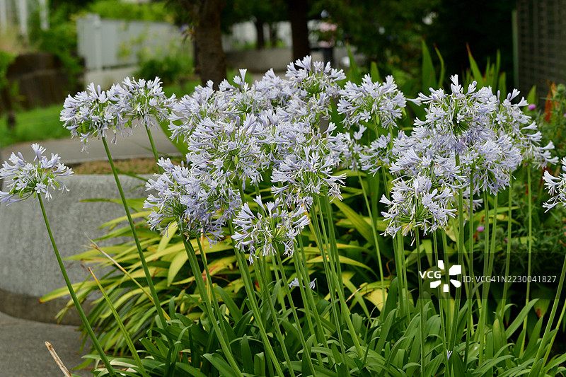 蓝花葱 / 非洲百合 / 尼罗河百合：华丽的钟形鲜艳花朵簇生图片素材