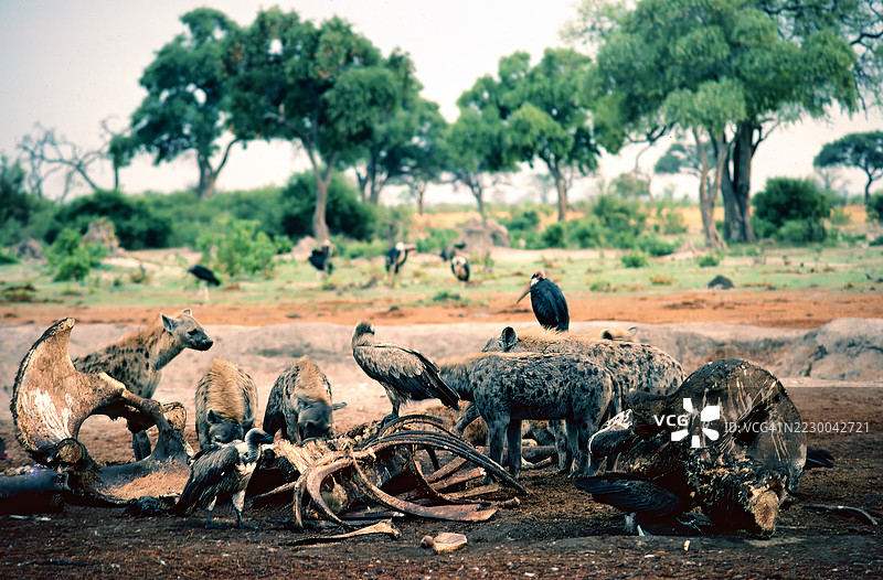 土狼和秃鹫在觅食图片素材