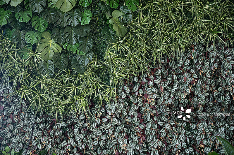 建筑外墙上的人造植物叶塑料面板图片素材