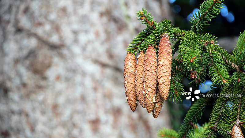 松果滴着树脂，纹理粗糙，阳光照射，色彩自然。法国上萨瓦省，埃维昂莱班。16:9 格式。图片素材