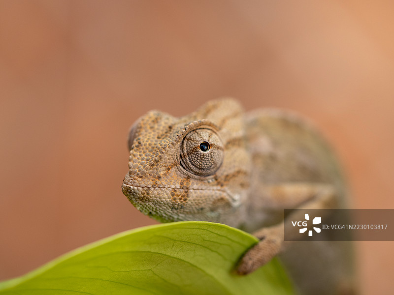 小变色龙抓住一片叶子图片素材
