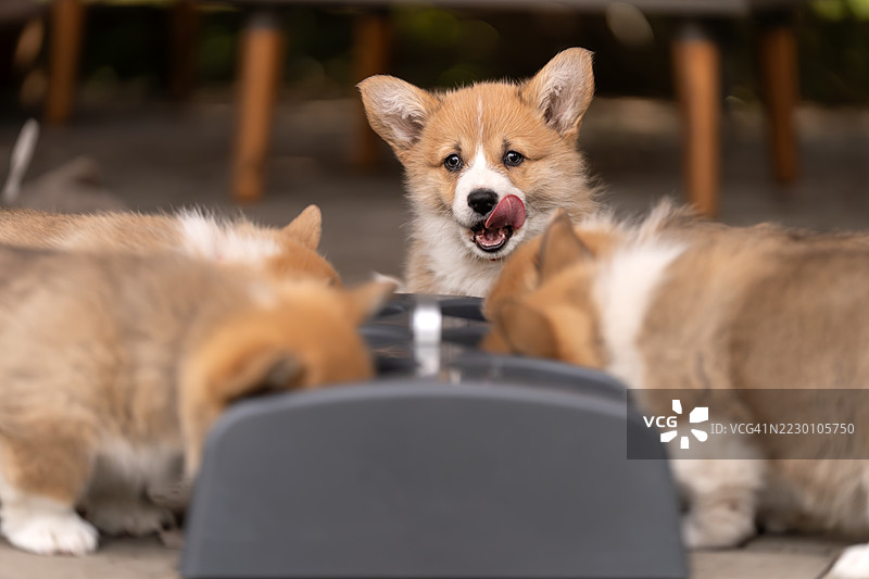 在威尔士彭布罗克柯基犬舍喂小狗图片素材