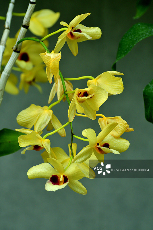 兰花：美丽、精致且芬芳的花朵，具有多种颜色、形状和大小图片素材