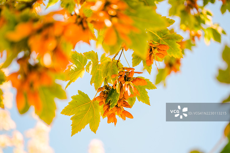 生动的秋叶特写，展现自然纹理和温暖光线图片素材