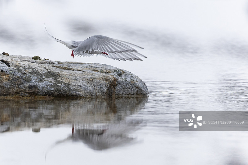 北极燕鸥（Sterna paradisaea）在飞行中，燕鸥（Sterninae），格拉夫内索登，斯匹茨卑尔根，斯瓦尔巴群岛图片素材