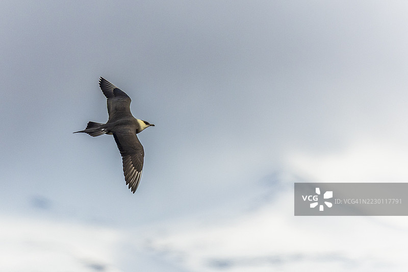 长尾贼鸥(Stercorarius longicaudus)在飞行中,阿文达伦,朗伊尔城,斯匹茨卑尔根,斯瓦尔巴群岛图片素材