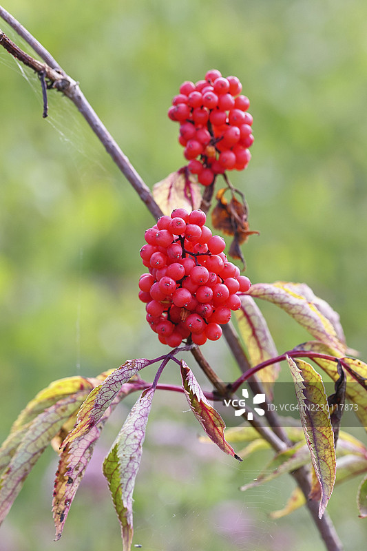 红接骨木（Sambucus racemosa）、葡萄接骨木、鹿接骨木，生长在被树皮甲虫破坏的森林区域，德国北莱茵-威斯特法伦州威尔斯多夫图片素材