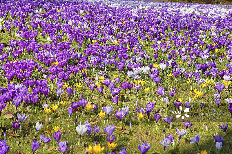 春天,北莱茵-威斯特法伦州西根的一片开满花朵的草地上的番红花(Crocus neapolitanus)图片素材