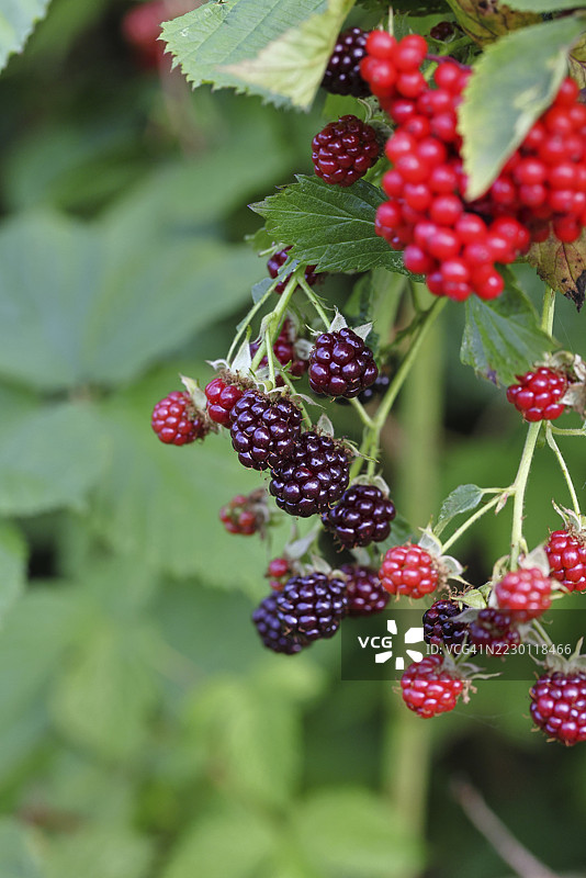 黑莓（Rubus fruticosus），在德国北莱茵-威斯特法伦州威尔斯多夫的森林中，灌木上的未成熟和成熟果实图片素材