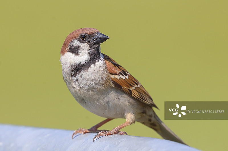 树麻雀（Passer montanus），栖息在镀锌管上，野生动物，动物，鸟类，麻雀，湖诺伊西德尔国家公园，西芬克尔，布尔根兰，奥地利图片素材