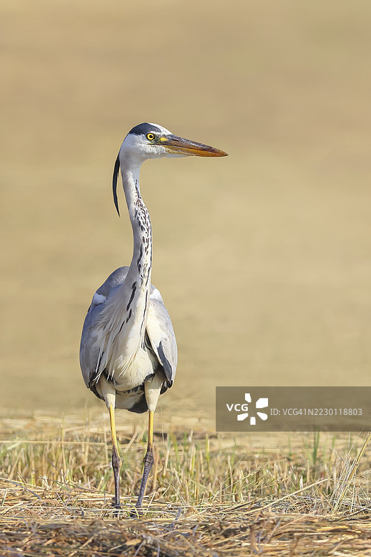 灰鹭(Ardea cinerea),在割草的草地上寻找食物,春季,野生动物,自然摄影,鹭,奥地利布尔根兰州塞维因克尔的诺伊西德尔湖国家公园图片素材
