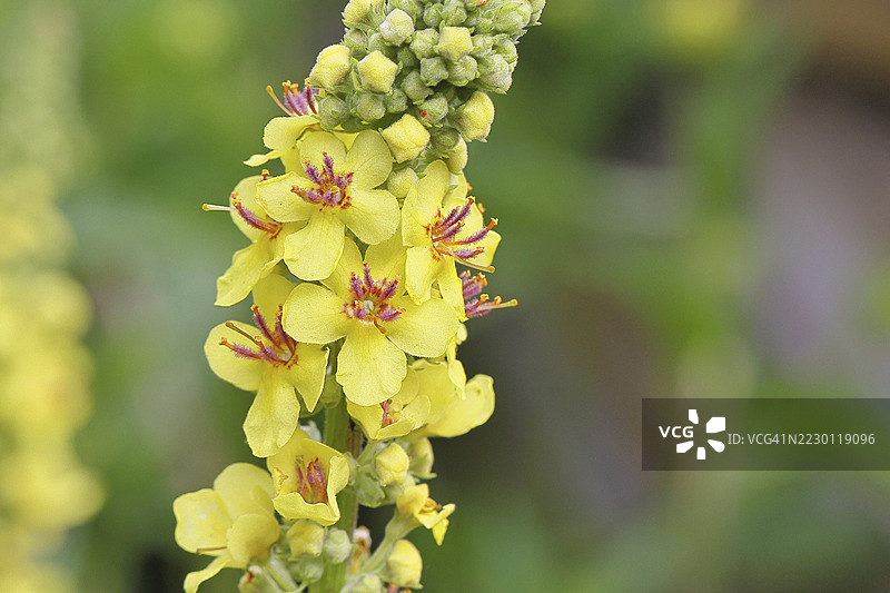 黑色灯心草(Verbascum nigrum),花朵,花序,自然花园中的特写,威尔斯多夫,北莱茵-威斯特法伦,德国图片素材