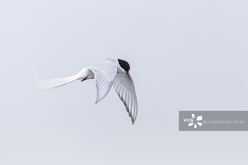 北极燕鸥（Sterna paradisaea）在颤动的飞行中捕捉鱼类，燕鸥（Sterninae），穆欣松峡湾，斯匹茨卑尔根，斯瓦尔巴群岛图片素材