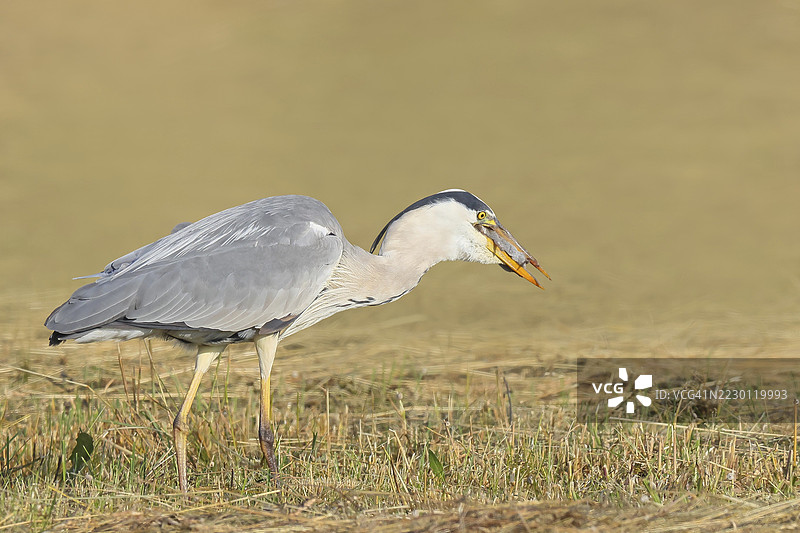 灰鹭(Ardea cinerea)在春季的割草草地上捕食田鼠(Microtus arvalis),野生动物,自然摄影,鹭,奥地利布尔根兰州的诺伊西德尔湖国家公园,西温克尔图片素材