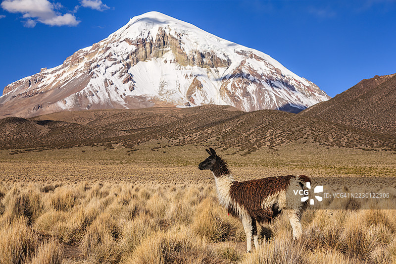 在玻利维亚高原上，火山萨哈马山前的骆驼。图片素材