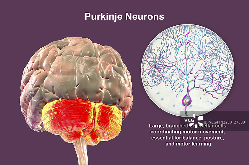 小脑和普金杰细胞插图图片素材