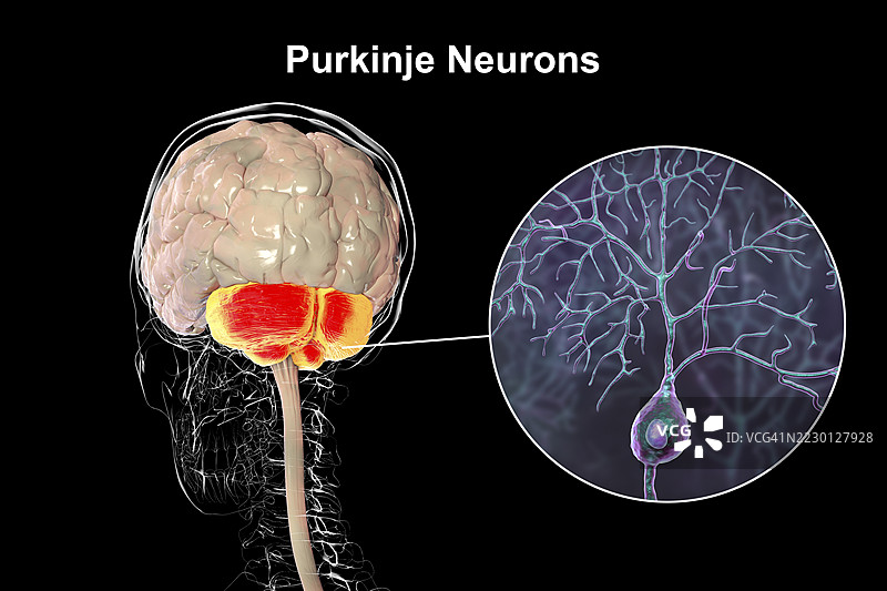 小脑和普金杰神经元插图图片素材