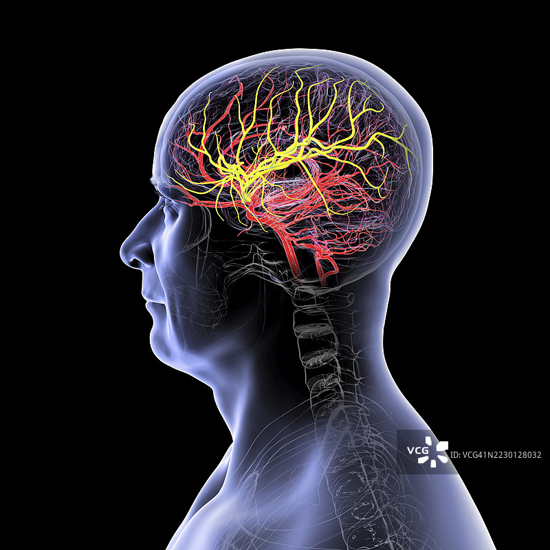 大脑动脉血供插图图片素材