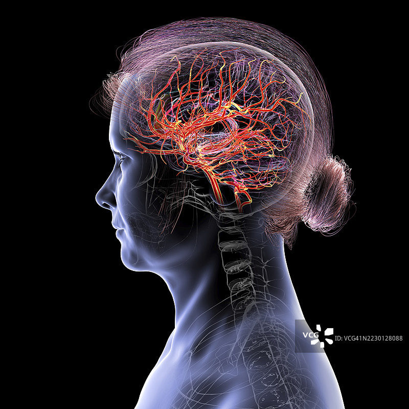 脑动脉插图图片素材