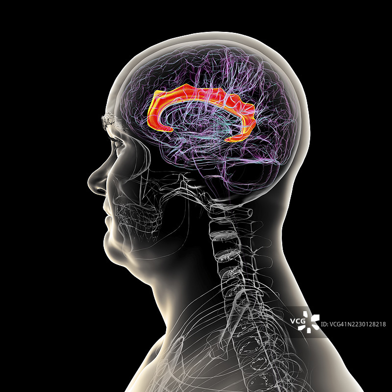人脑突出显示扣带回，插图图片素材