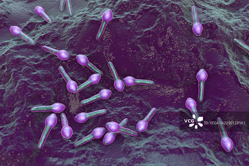 肉毒梭菌细菌插图图片素材