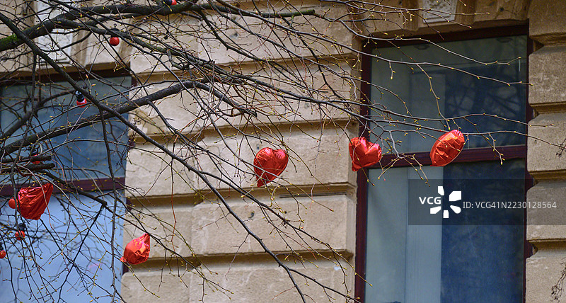 心形红色气球悬挂在光秃的树枝上，背景是城市建筑的窗户，象征着浪漫的春季氛围图片素材