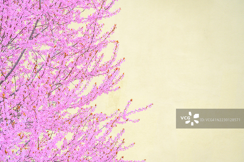 娇嫩的粉色樱花在柔和的黄色背景下绽放，展现出春季的季节美和自然色彩的和谐。图片素材