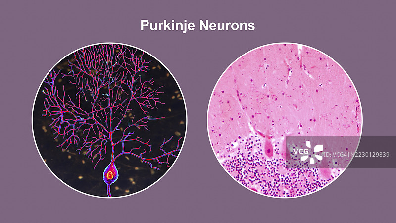 普金杰神经元和光学显微镜图示图片素材