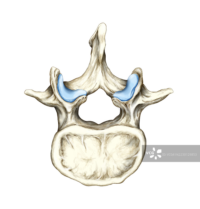 下背部骨骼及关节插图图片素材