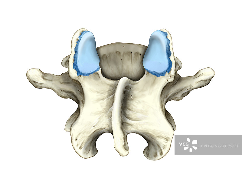 下背部骨骼及关节插图图片素材