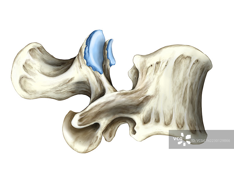 下背部骨骼及关节插图图片素材