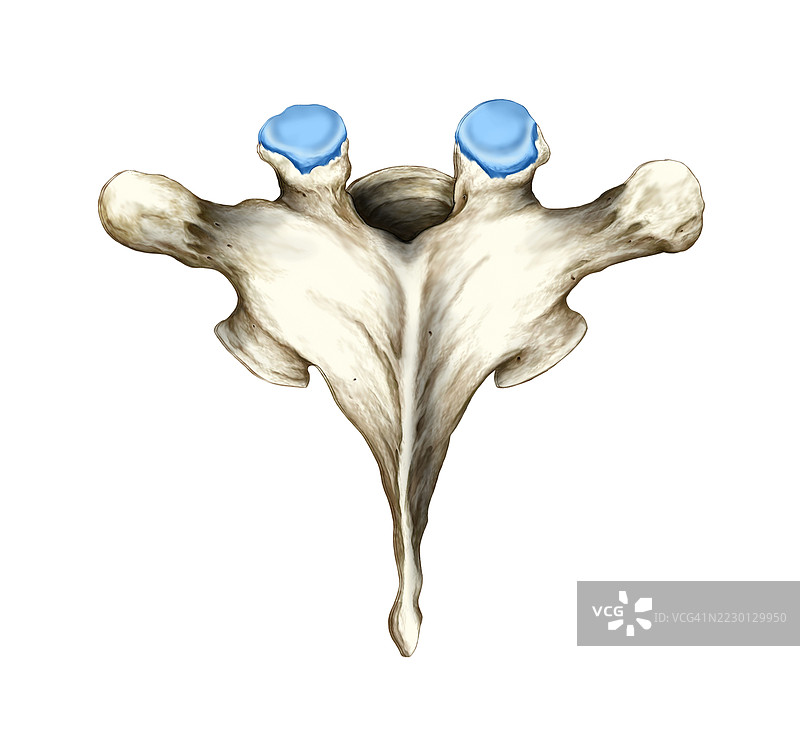 胸椎插图图片素材